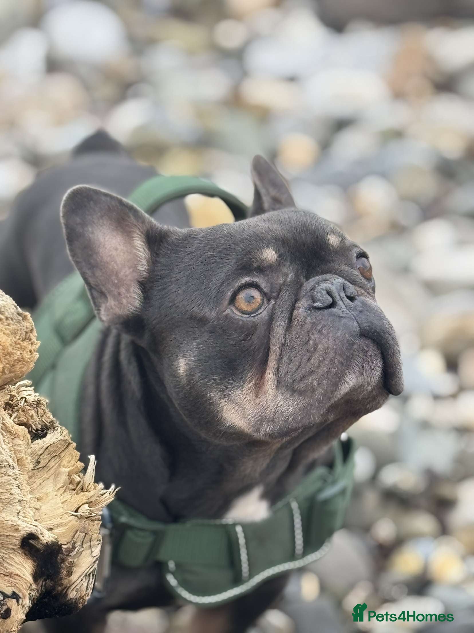 French Bulldog dogs Frenchie  - Advert 5