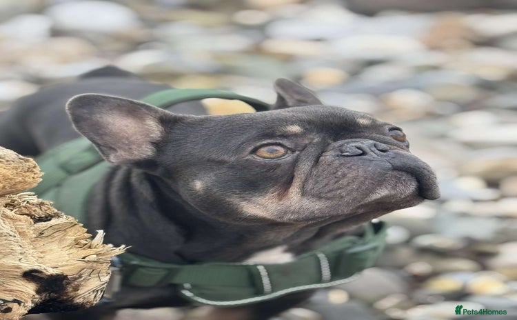 French Bulldog dogs - Advert 10