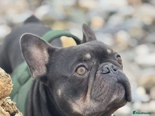 French Bulldog dogs - Advert 1