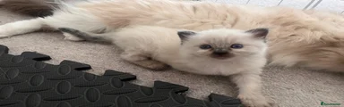 Ragdoll 2