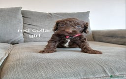 Cockapoo dogs for sale: 5 cockapoo puppies - Image 2