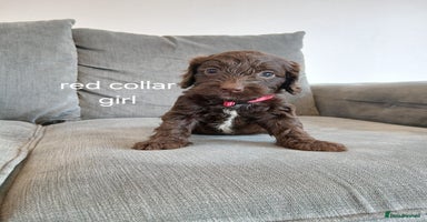Cockapoo dogs - Advert 6