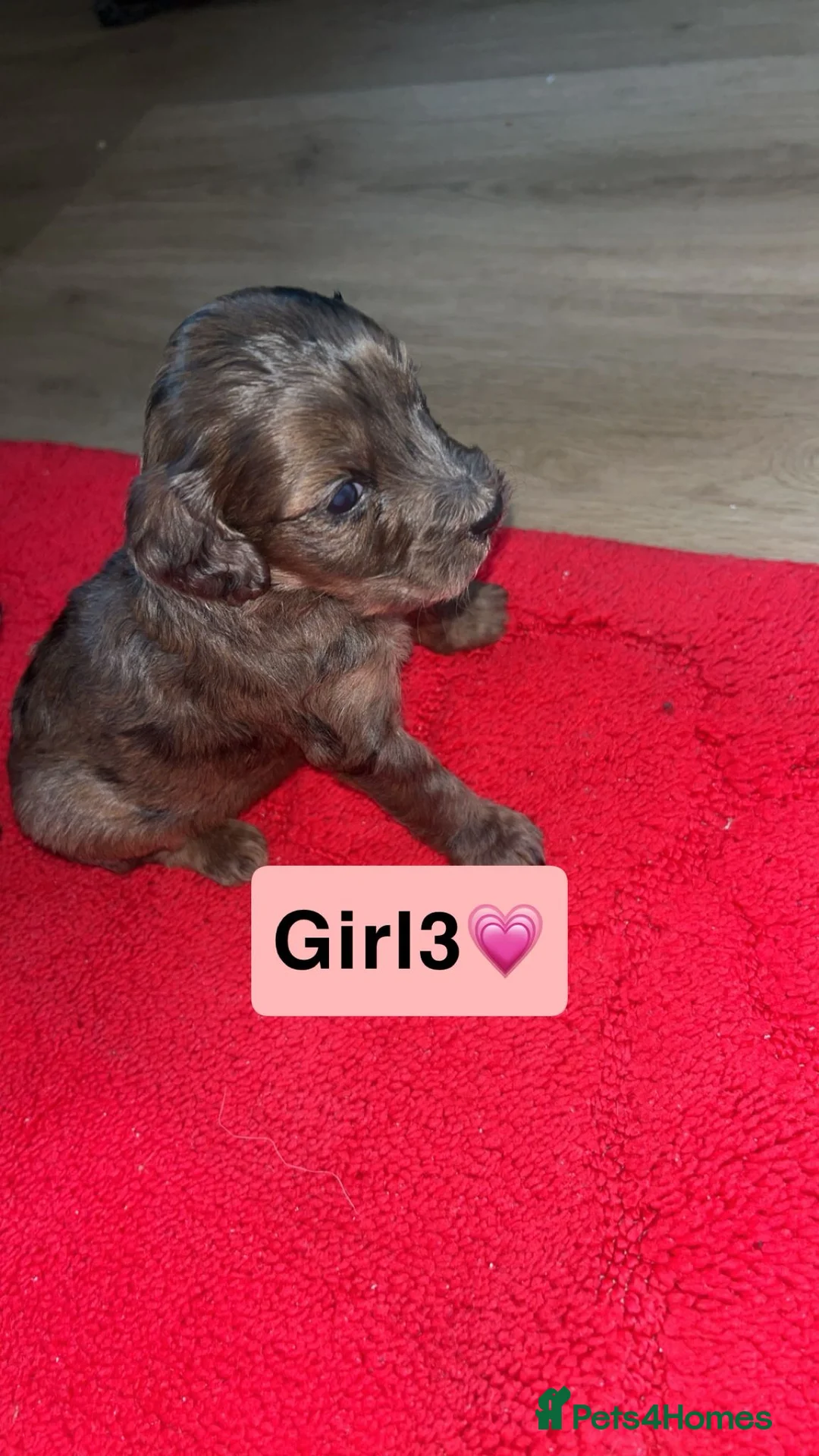 Cockapoo dogs for sale: Cockapoo puppies in Gravesend - Advert 2