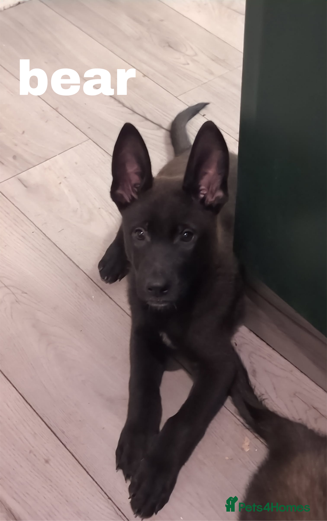 Mixed Breed dogs for sale: Mal X (shepinois) puppies for sale! - Image 9