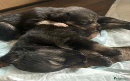 Mixed Breed dogs for sale: Sprollie x husky puppies  - Image 14