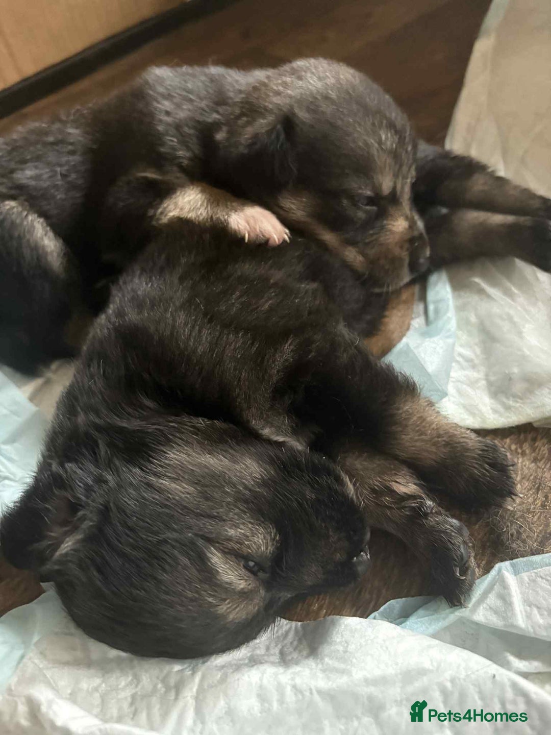 Mixed Breed dogs for sale: Sprollie x husky puppies  - Image 14