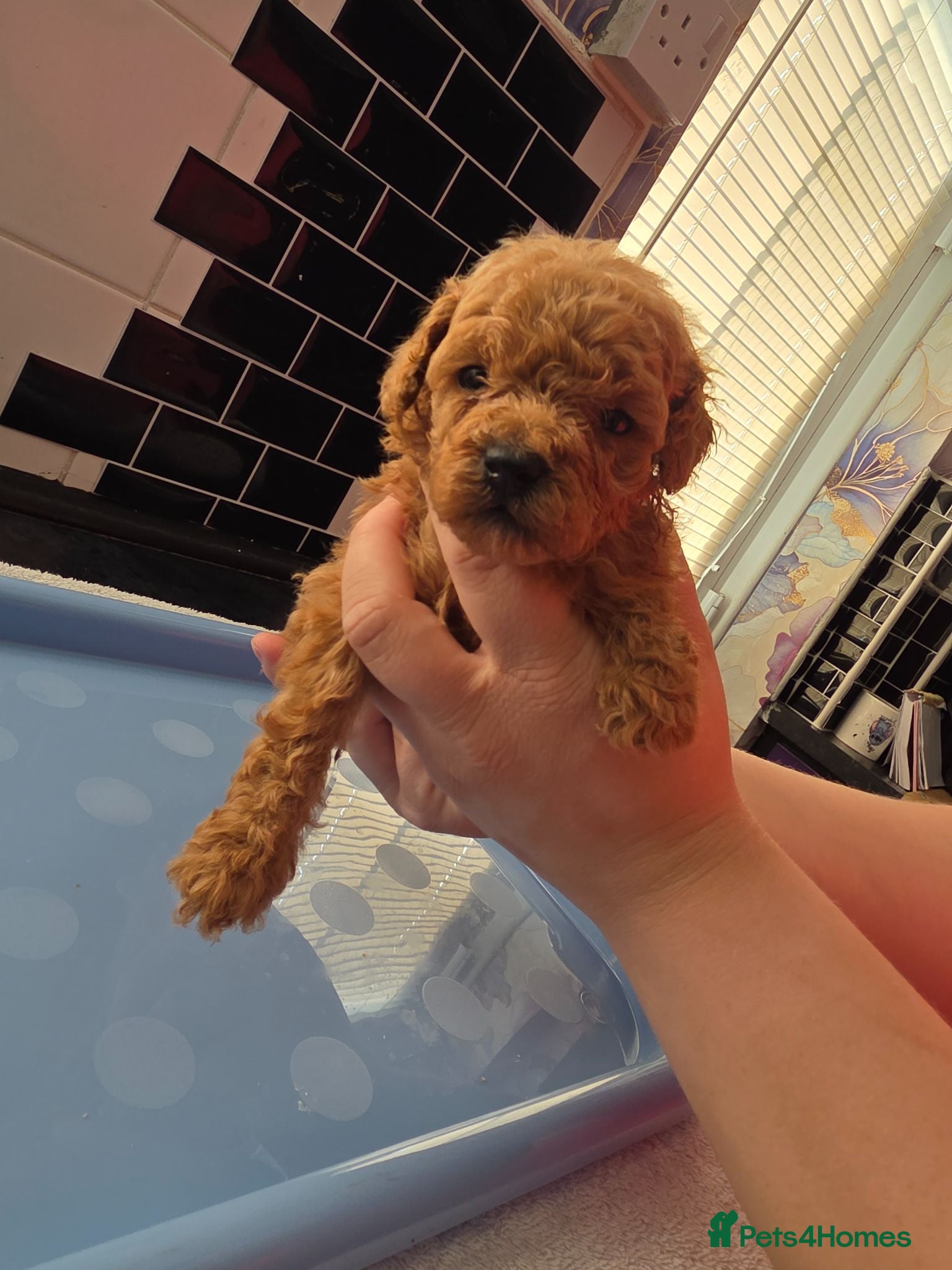 Toy Poodle dogs Kc red toy puddles  - Advert 7