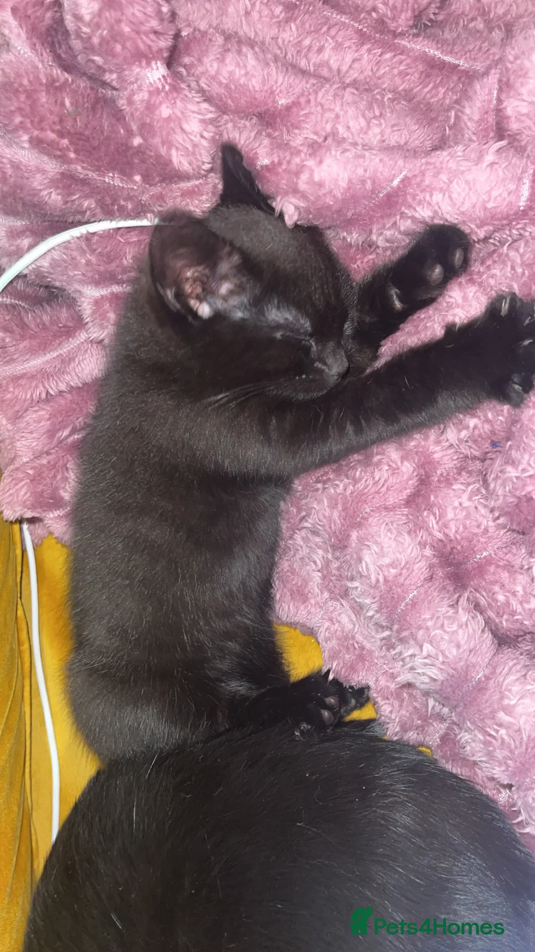 Mixed Breed cats for sale: price for both of them Mother cat and her kitten - Advert 2