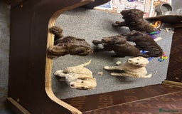 Cockapoo dogs for sale: Gorgeous Cockapoo puppies  - Image 5