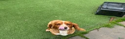 Cocker Spaniel dogs for sale: 2 cocker spaniel dogs - Advert 3