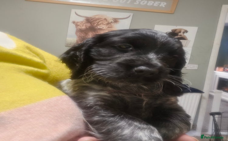 Cocker Spaniel dogs 1 beautiful cocker girl left ready to leave  - Advert 16