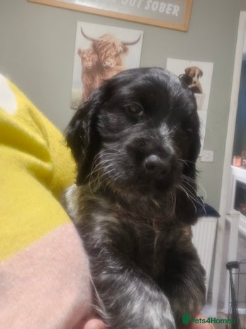 Cocker Spaniel dogs 1 beautiful cocker girl left ready to leave - Advert 16