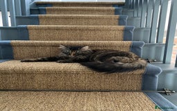 Maine Coon cats for sale: Beautiful Maine Coon X looking for a new home  - Image 2