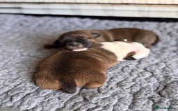 Staffordshire Bull Terrier dogs for sale: KC Staffordshire Bull Terrier - Image 18