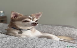 Chihuahua dogs for stud: Unique Chihuahua for Stud 🐾 in Southampton - Image 1