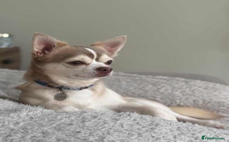 Chihuahua dogs in Southampton - Advert 8
