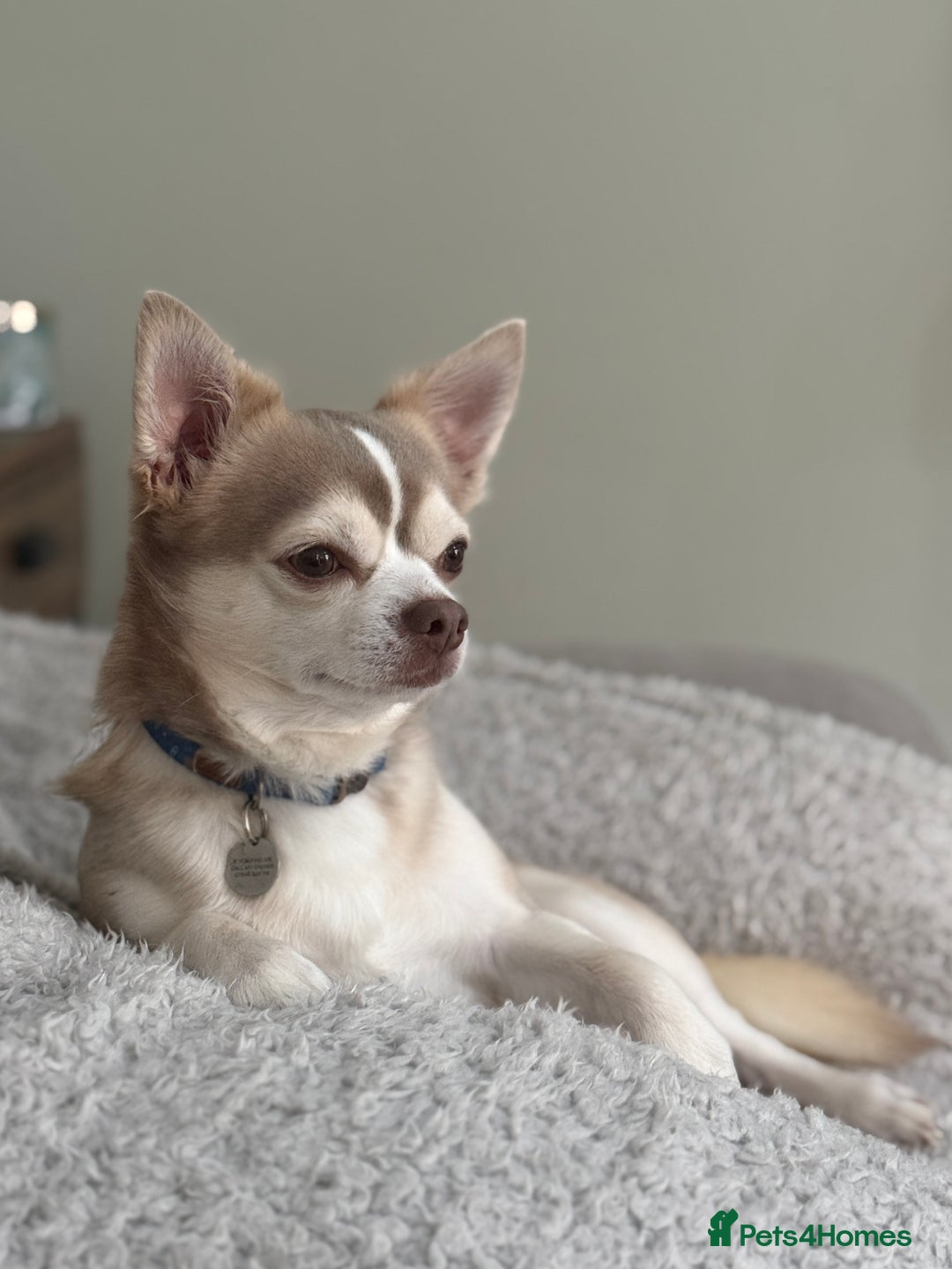 Chihuahua dogs for stud: Unique Chihuahua for Stud 🐾 in Southampton - Image 1