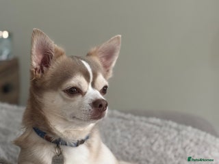 Chihuahua dogs in Southampton - Advert 4