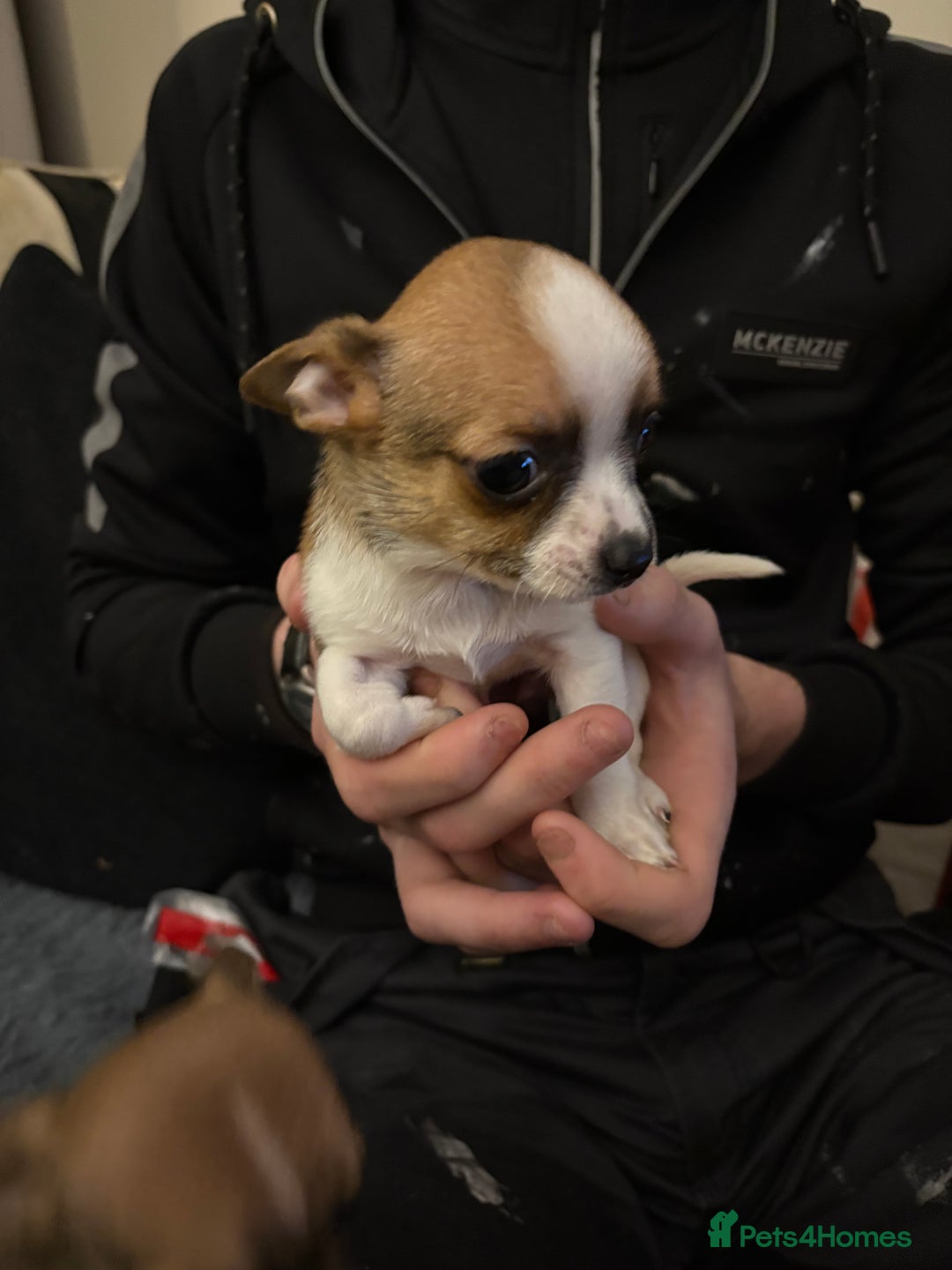 Mixed Breed dogs for sale: Jackawawa pups  - Advert 12