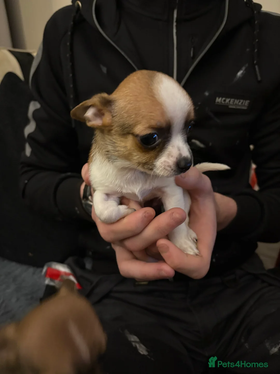 Mixed Breed dogs for sale: Jackawawa pups  - Advert 12