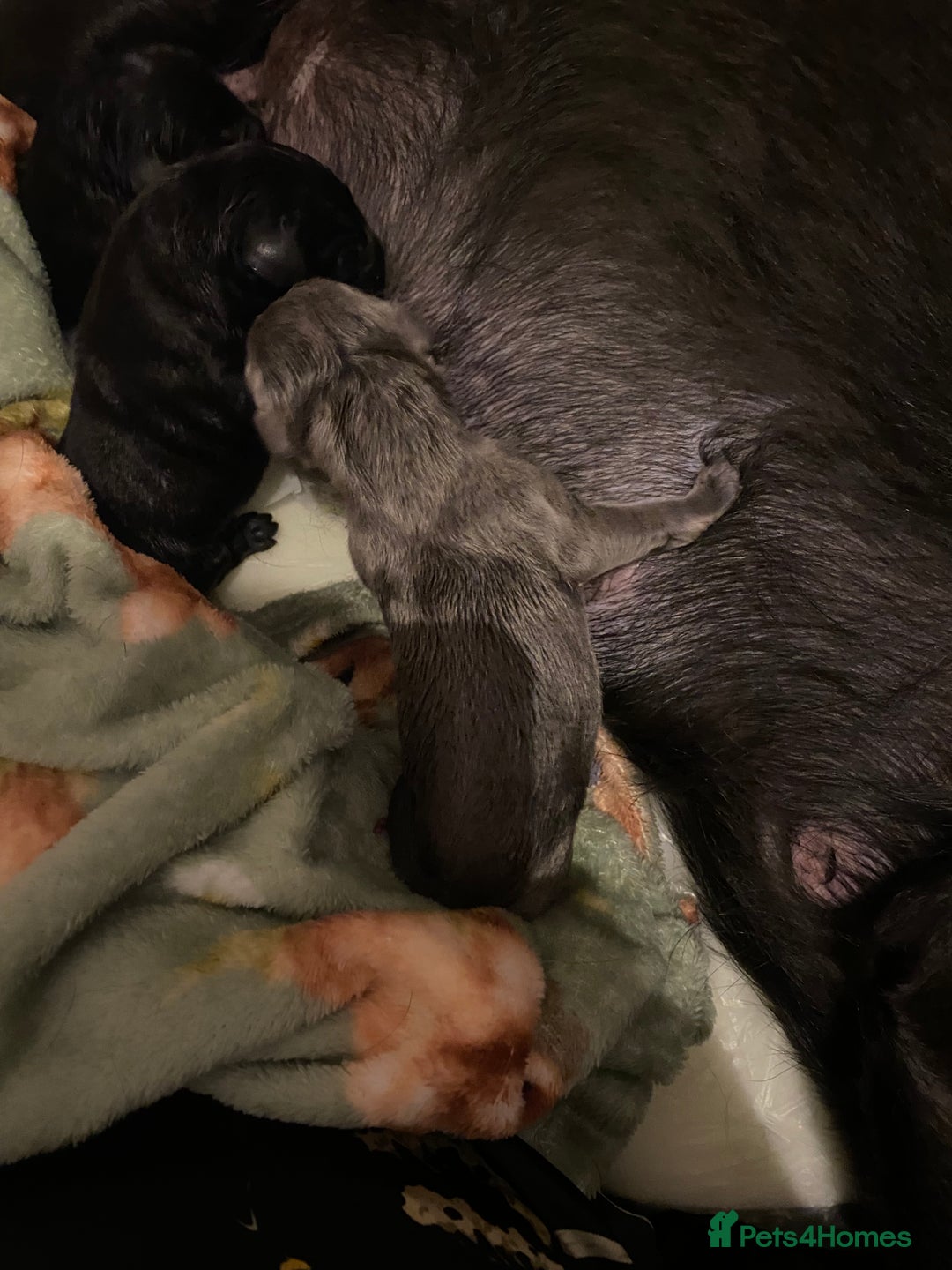 Labrador Retriever dogs for sale: Silver Labrador puppies  - Advert 7