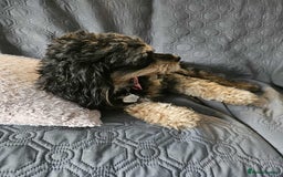 Cavapoochon dogs for sale: Two Year Old Female Cavapoochon - Image 5