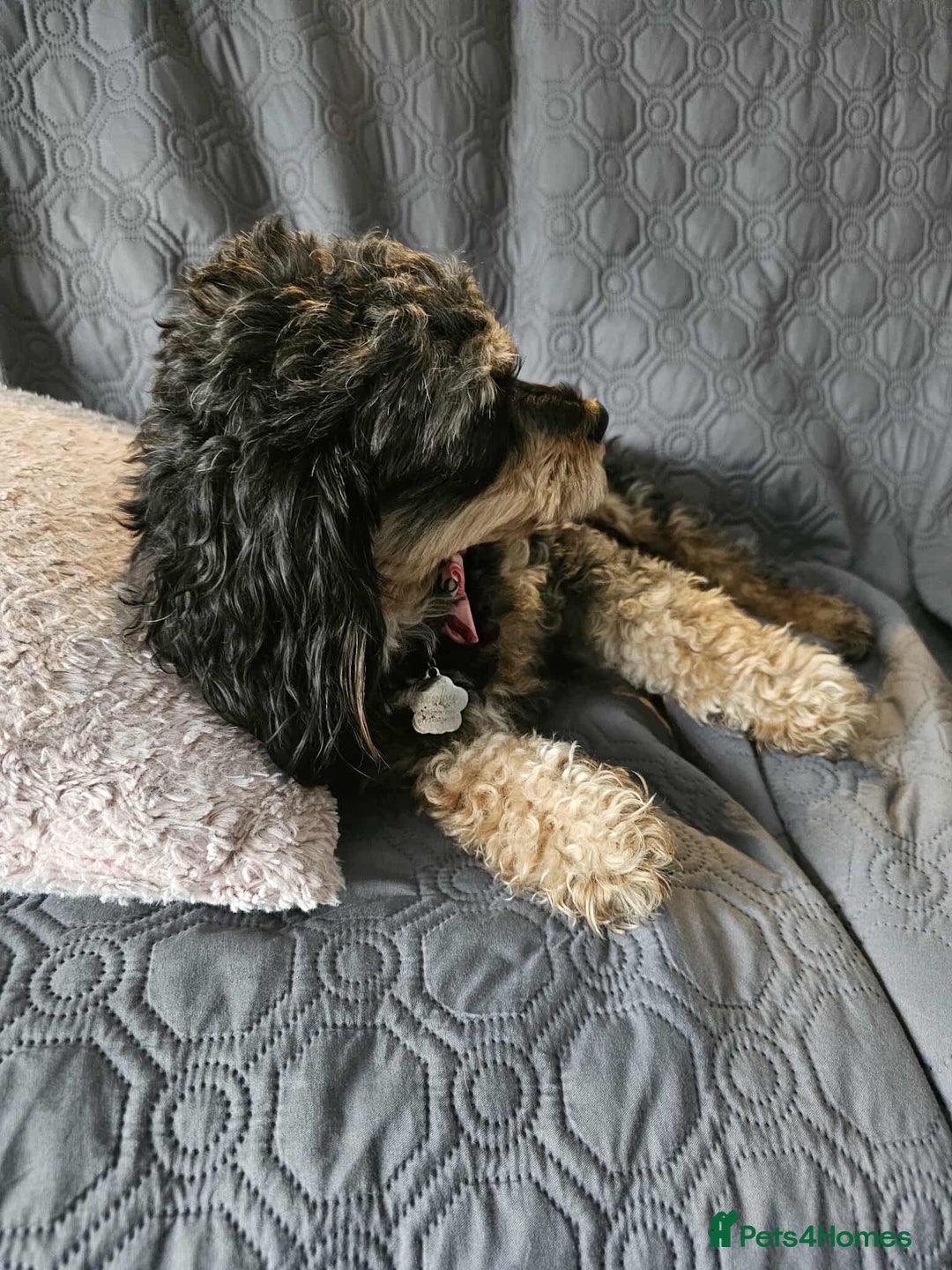 Cavapoochon dogs for sale: Two Year Old Female Cavapoochon - Image 5