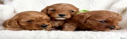 Cavapoo dogs for sale: Adorable miniature F1 red Cavapoo puppies  - Advert 5