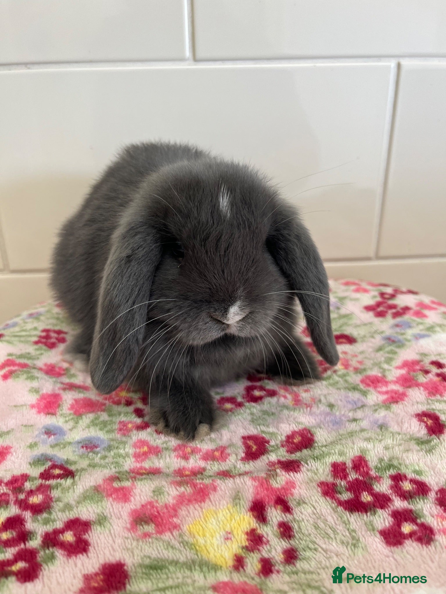 Mini Lop rabbits Stunning litter of mini lops READY NOW - Advert 9