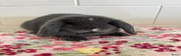 Mini Lop rabbits for sale: Stunning litter of mini lops READY NOW - Advert 1