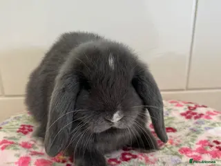 Mini Lop rabbits Stunning litter of mini lops READY NOW - Advert 9