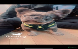 French Bulldog dogs for sale: Reggie  - Image 2