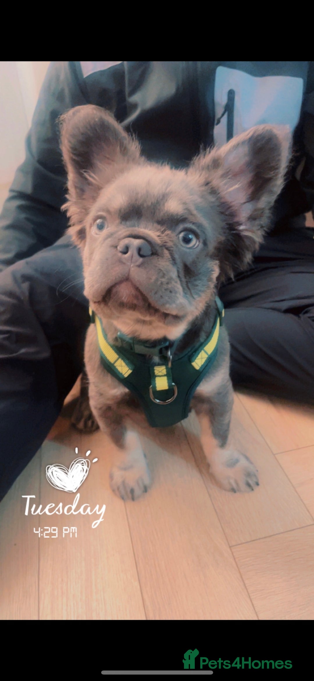 French Bulldog dogs for sale: Reggie  - Image 2