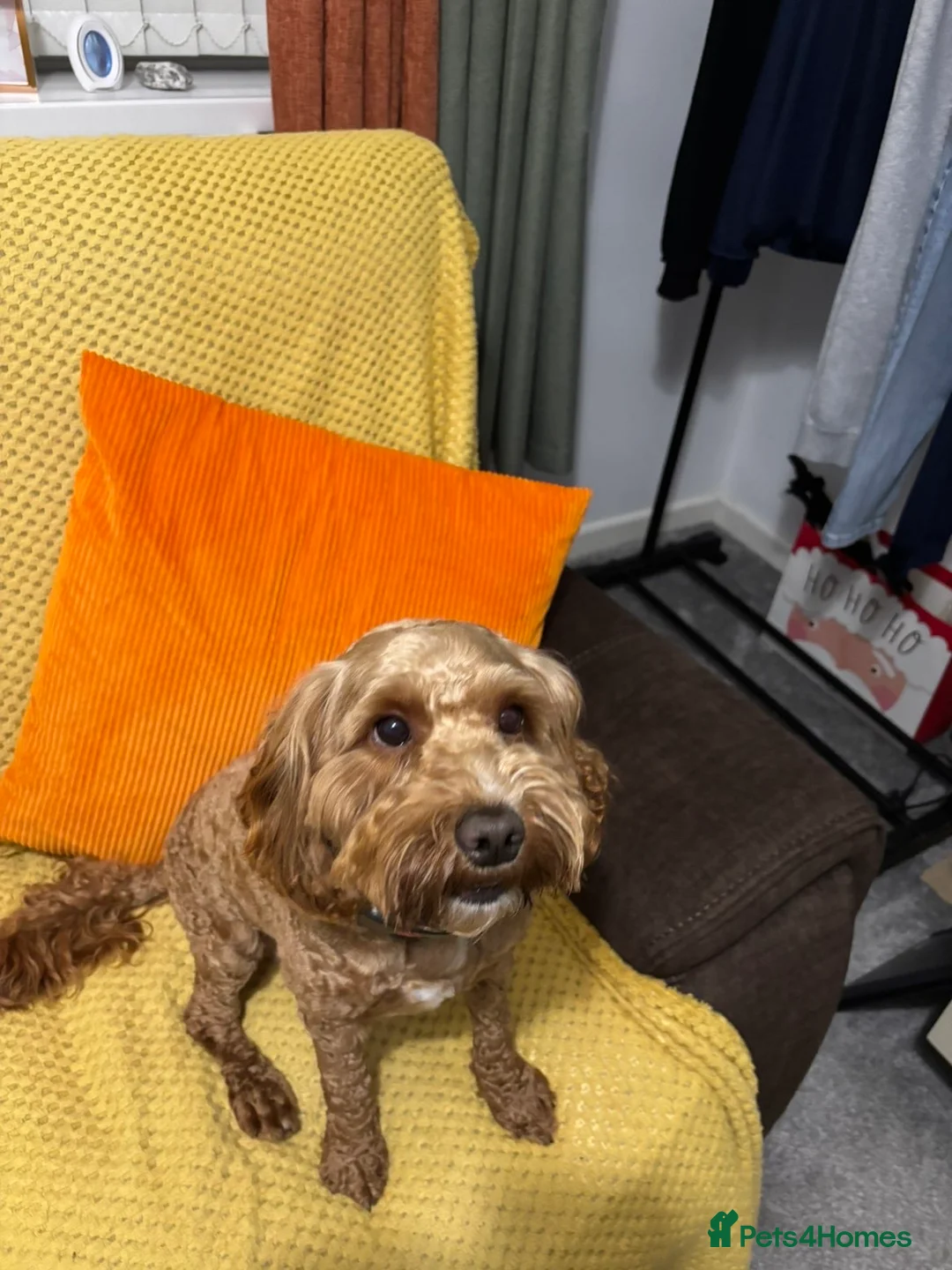 Cockapoo dogs for sale: Loki  - Advert 3