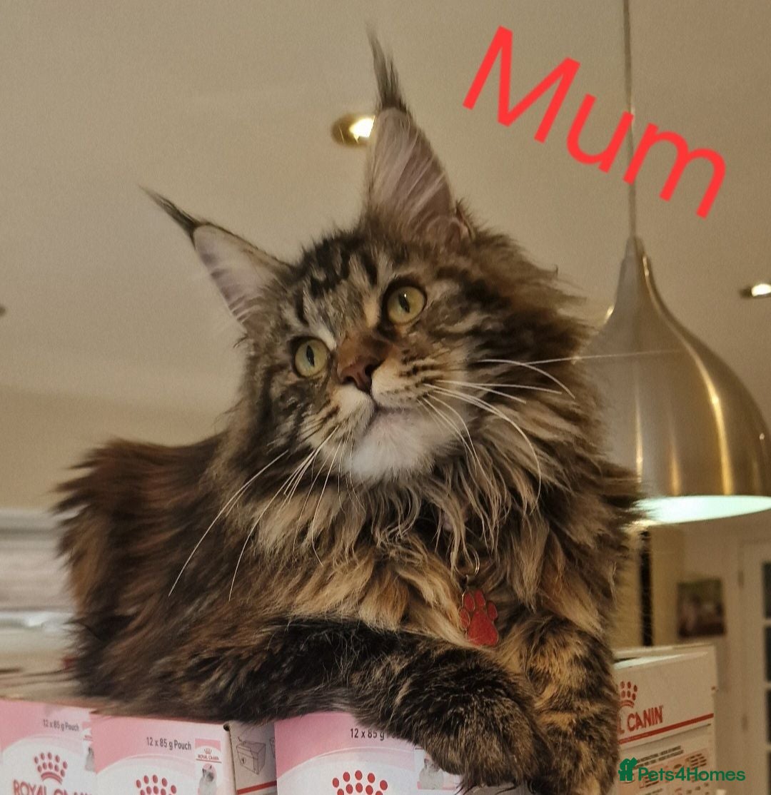Maine Coon cats 6 Beautiful Kittens looking for their forever home - Advert 2