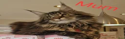 Maine Coon cats for sale: 6 Beautiful Kittens looking for their forever home in Royston - Advert 1