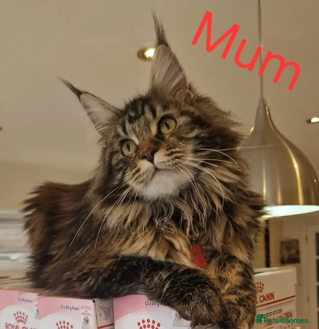 Maine Coon cats for sale: 6 Beautiful Kittens looking for their forever home in Royston - Advert 1