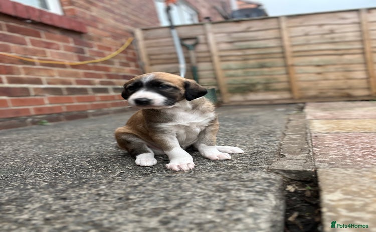 Mixed Breed dogs - Advert 8