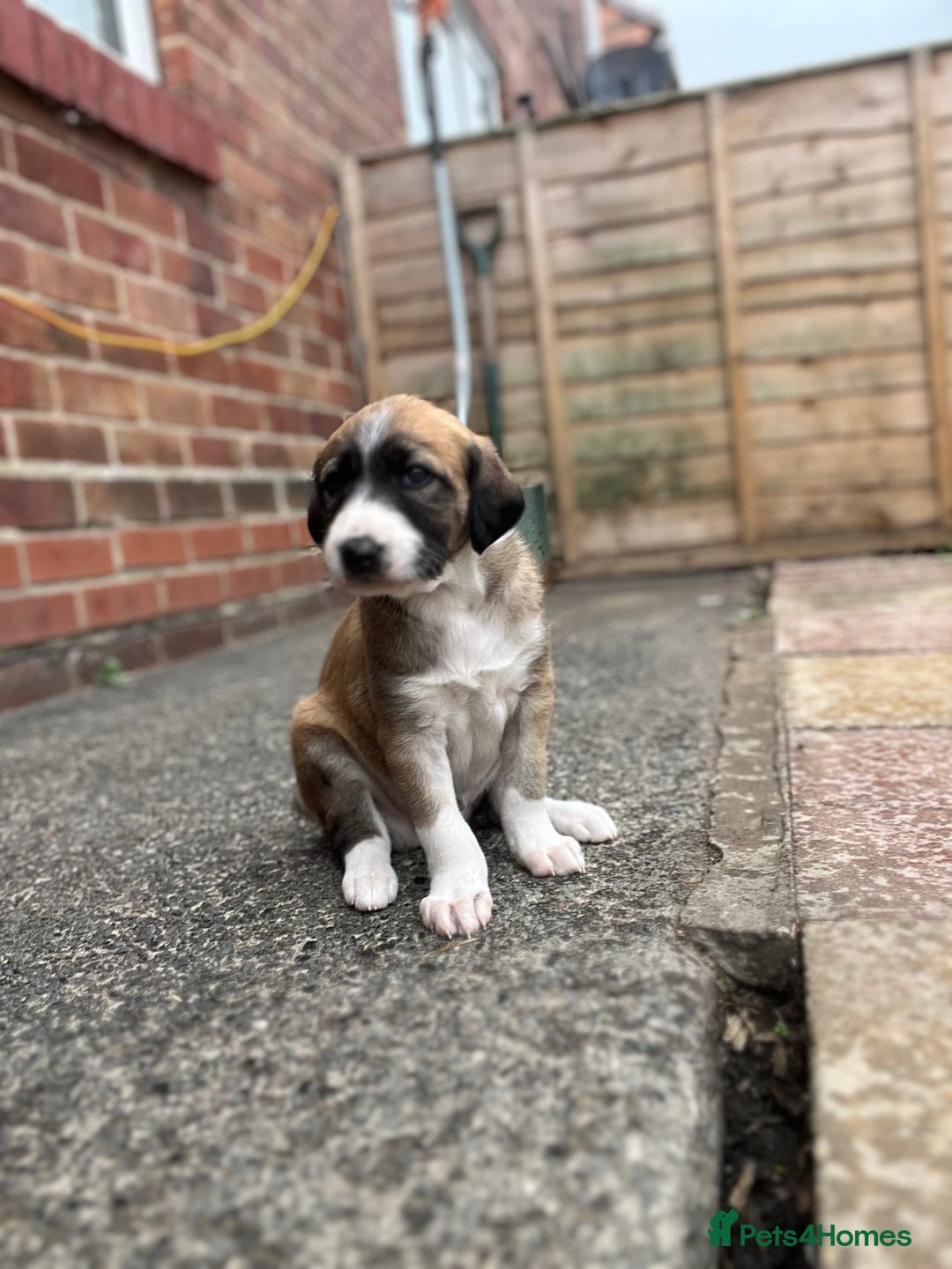 Mixed Breed dogs for sale: Sauki collie greyhound x saluki greyhound  - Image 1