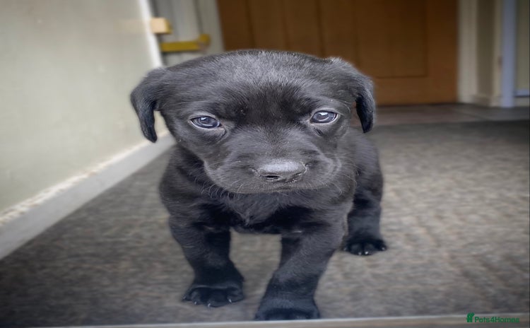 Labrador Retriever dogs - Advert 2