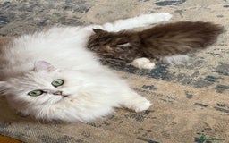Persian cats for sale: Persian Colorpoint Seal Tabby Point kittens - Image 2