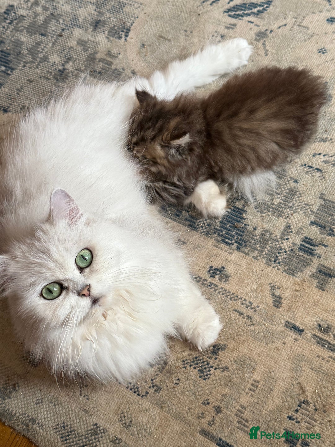 Persian cats for sale: Persian Colorpoint Seal Tabby Point kittens - Image 2