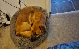 Mixed Breed dogs for adoption: Mischievous Mylough in Northampton - Image 5