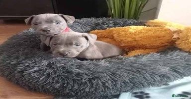 Staffordshire Bull Terrier dogs - Advert 5