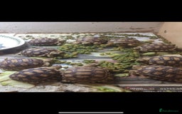 Tortoise reptiles for sale: Sulcata tortoise hatchlings  - Image 1