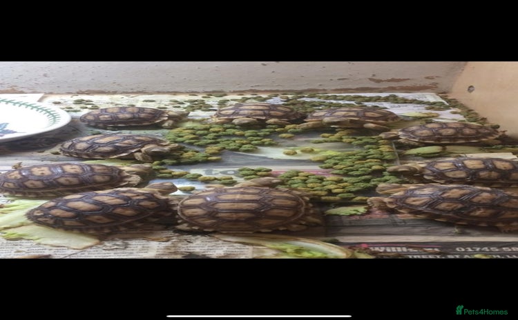 Tortoise reptiles - Advert 1