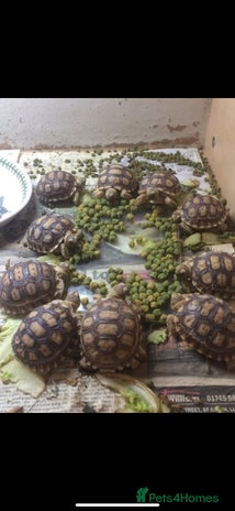 Tortoise reptiles - Advert 1