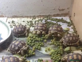 Tortoise reptiles Sulcata tortoise hatchlings - Advert 14