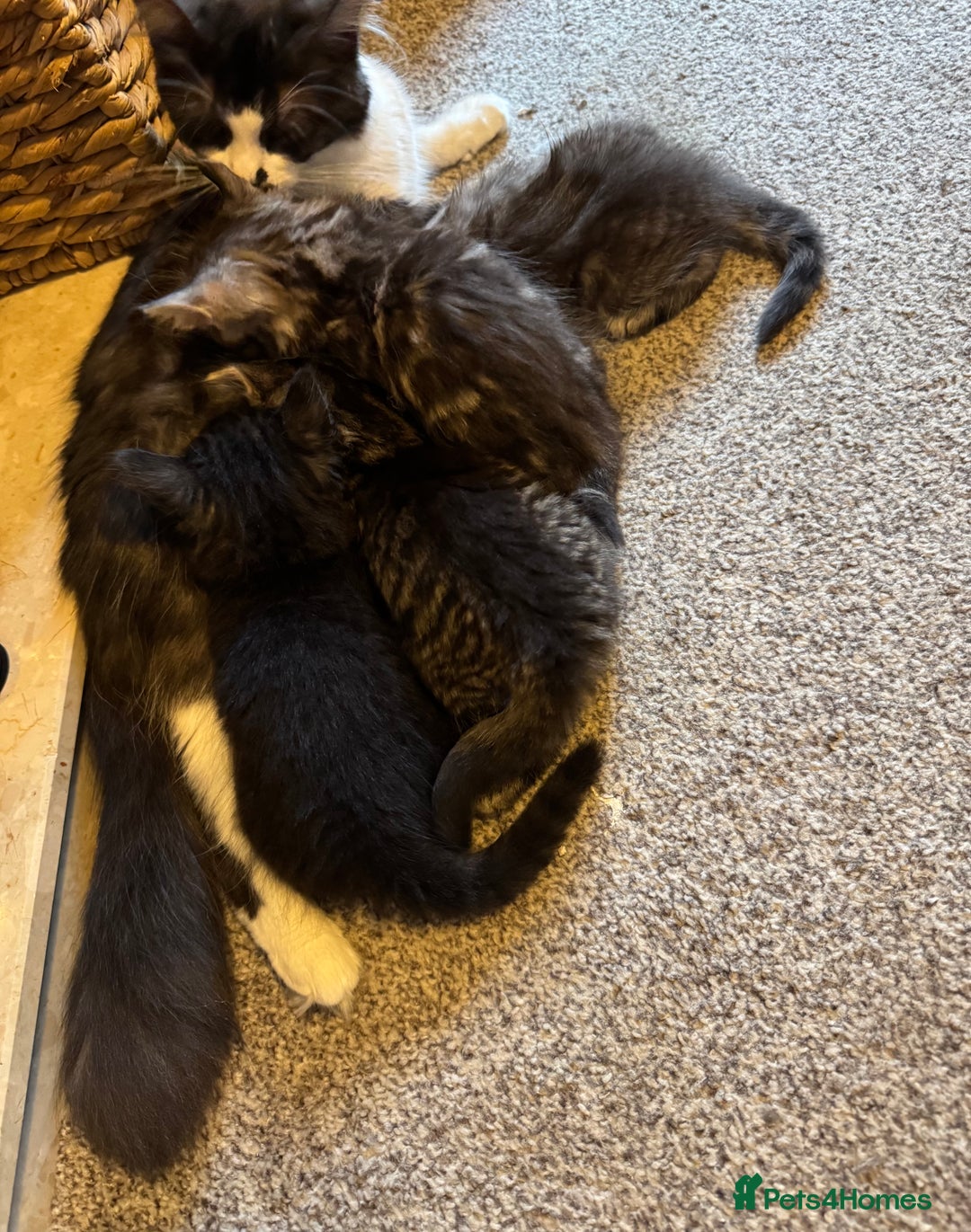 British Longhair cats for sale: British Longhair Tabby Kittens - Image 11