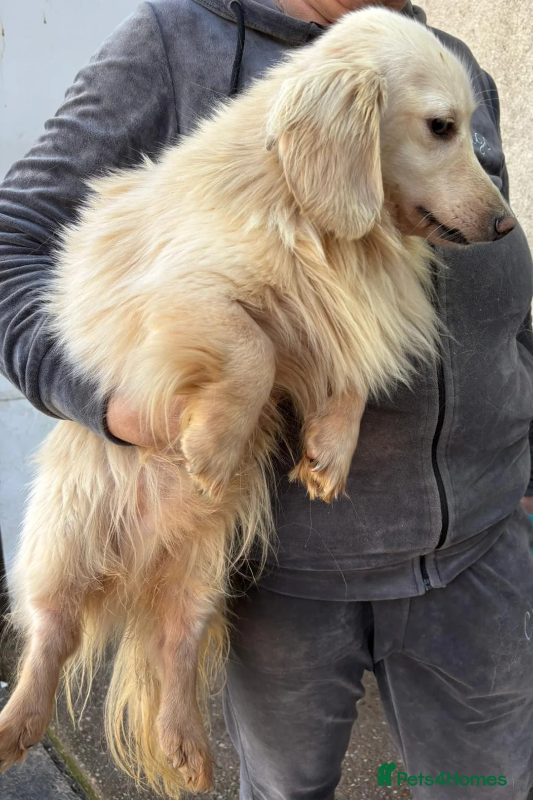 Dachshund dogs for adoption: ARNIE, a Lovely 🌭 Boy - for a Loving Home - Advert 11